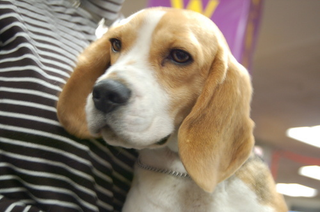 Illustration for article titled Dogging It At Westminster